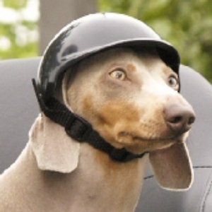 zoomer_up_cropped.jpg