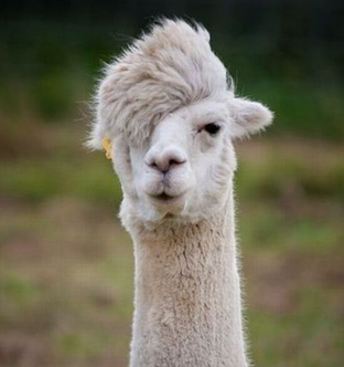 llama.png
