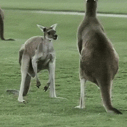 funniest-animal-gifs-kangaroo-scratch_zps62b771b1.gif