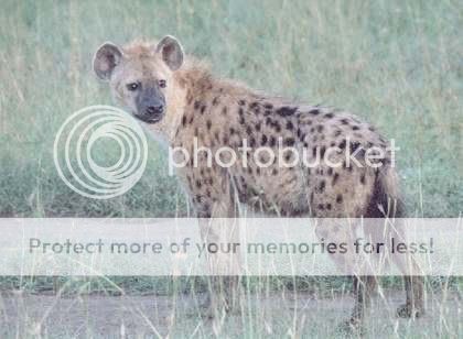 hyenasmall.jpg