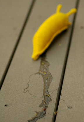 banana_slug4.jpg