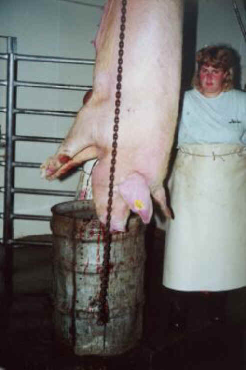 pig-slaughter-06.jpg
