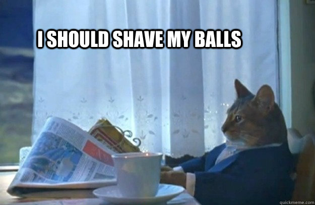 Image result for shave your balls meme cat