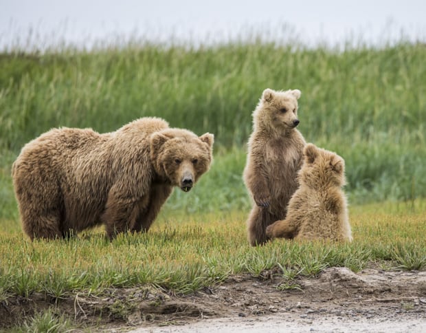 katmai_bear_viewing_review_alaska_mom_2nd_summer_cubs_620.jpg