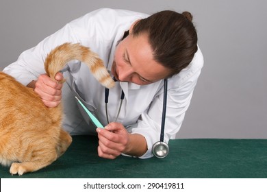 female-veterinarian-taking-ginger-cats-260nw-290419811.jpg