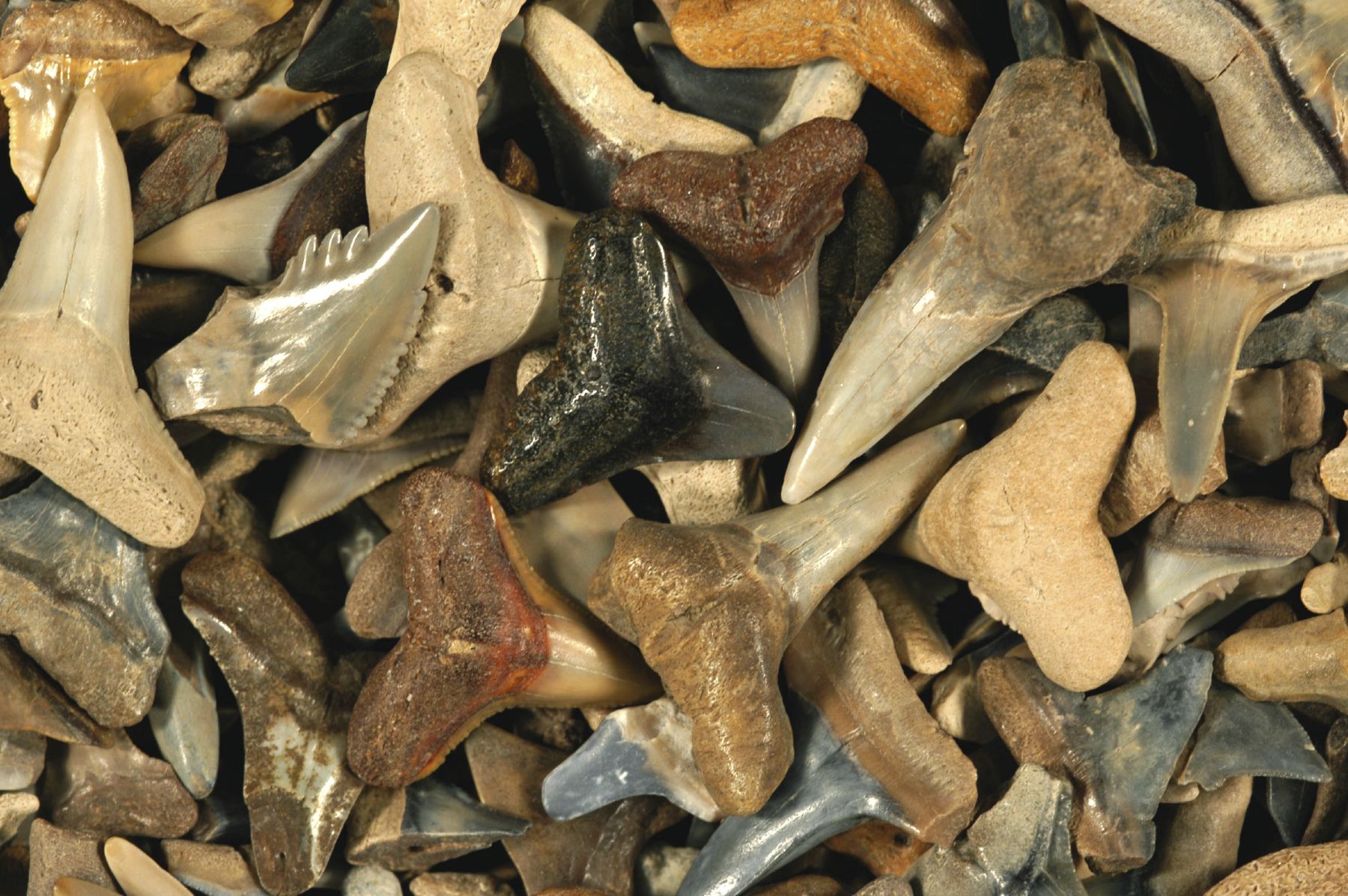 www.floridamuseum.ufl.edu